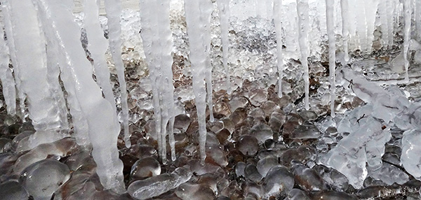 1706077663567549.jpeg 冬之精靈2.jpg