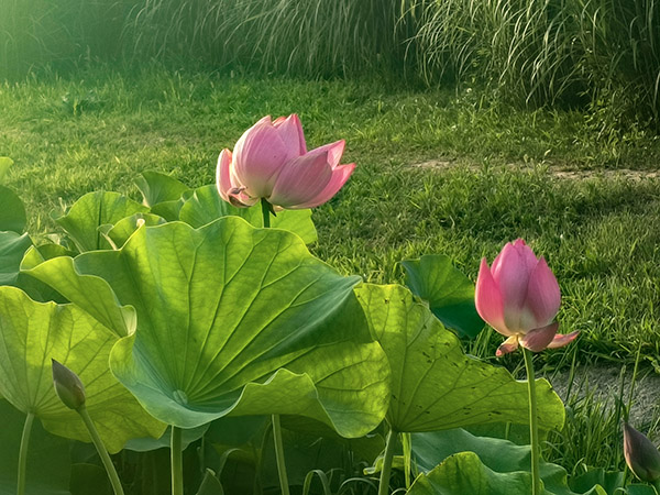 1719275866788377.jpeg 1.jpg