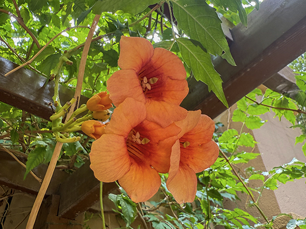 211753054885848827.jpg 凌霄花2.jpg